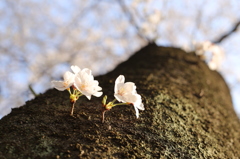 2014_04_01これも桜