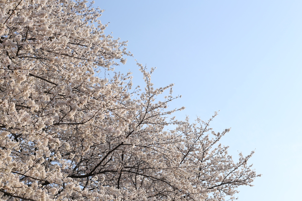 近所の桜　Ⅲ