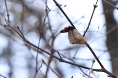春を待つ