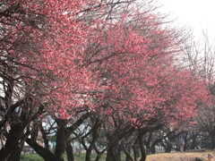 桜は　　まだ、