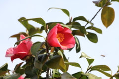 春来たり①