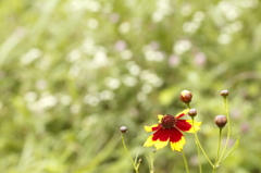 川岸の花