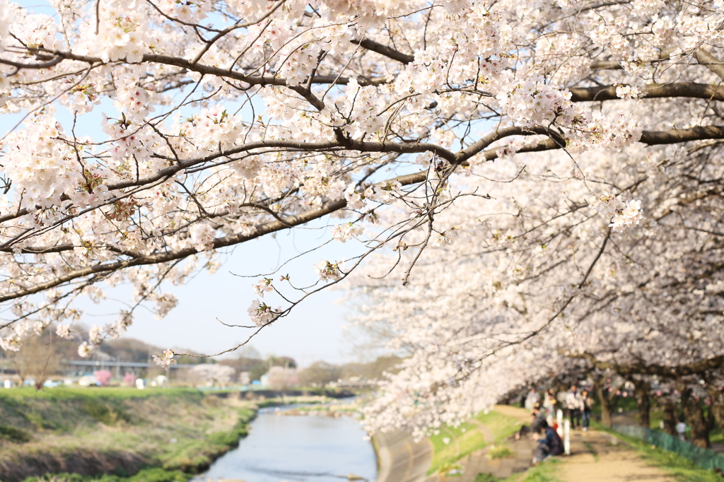 近所の桜　Ⅱ