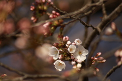 2015 桜