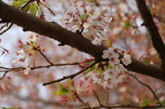 桜のおわり
