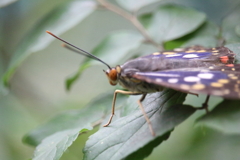 慎ましい前足