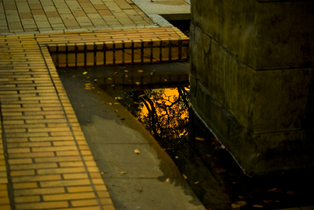 東遊園地の水たまり