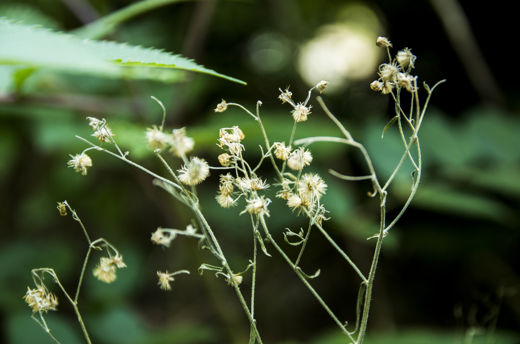 名も知らぬ植物