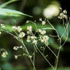 名も知らぬ植物