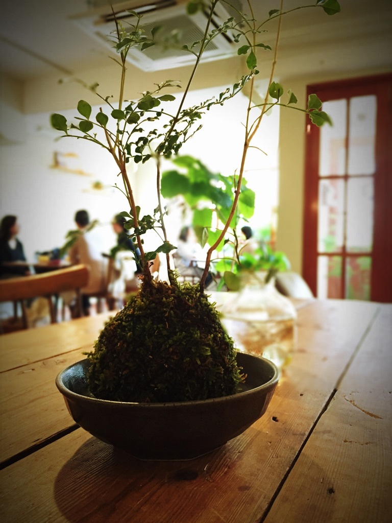 苔玉cafe