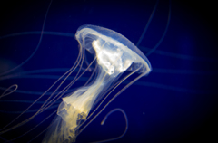 jellyfish1
