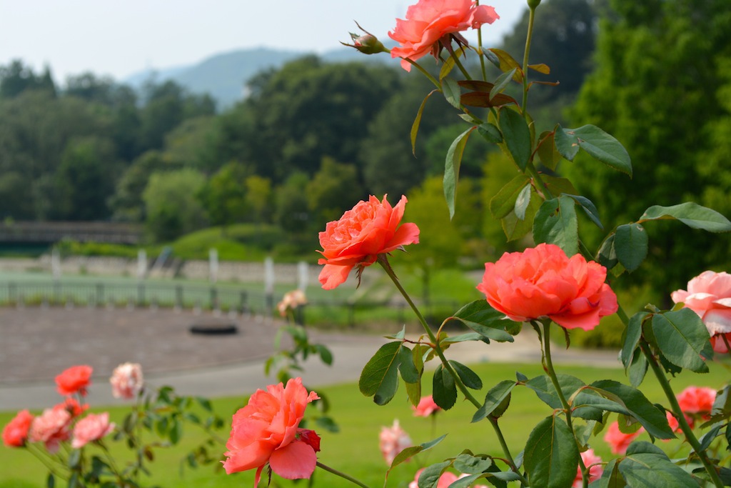 夏に咲く薔薇