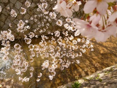 桜の雨