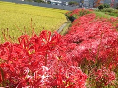 彼岸花
