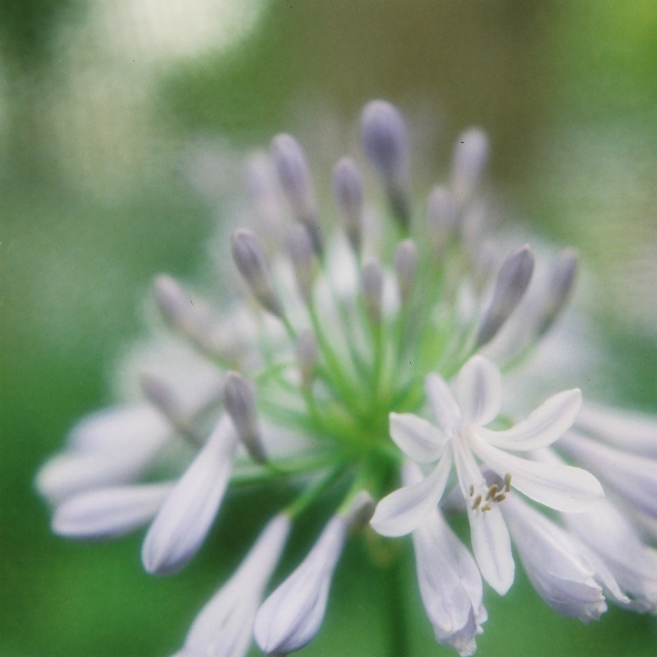 Agapanthus　*1