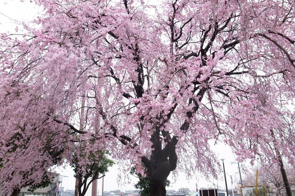 団地桜