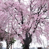 団地桜