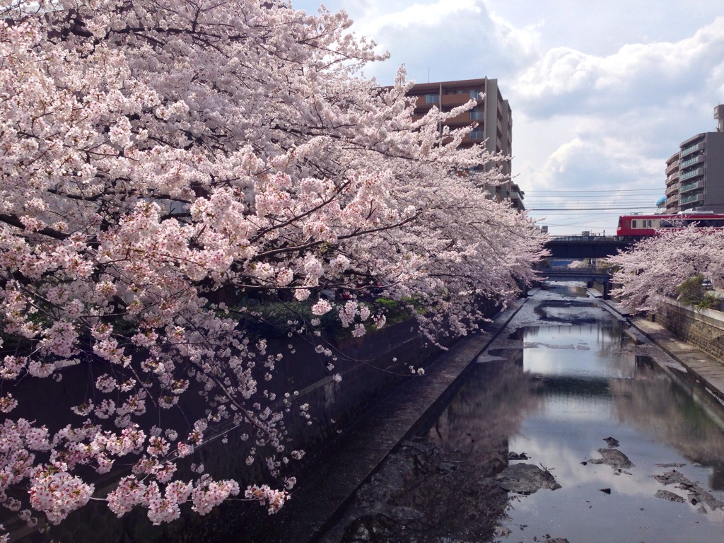 仕事のあいまの桜かな