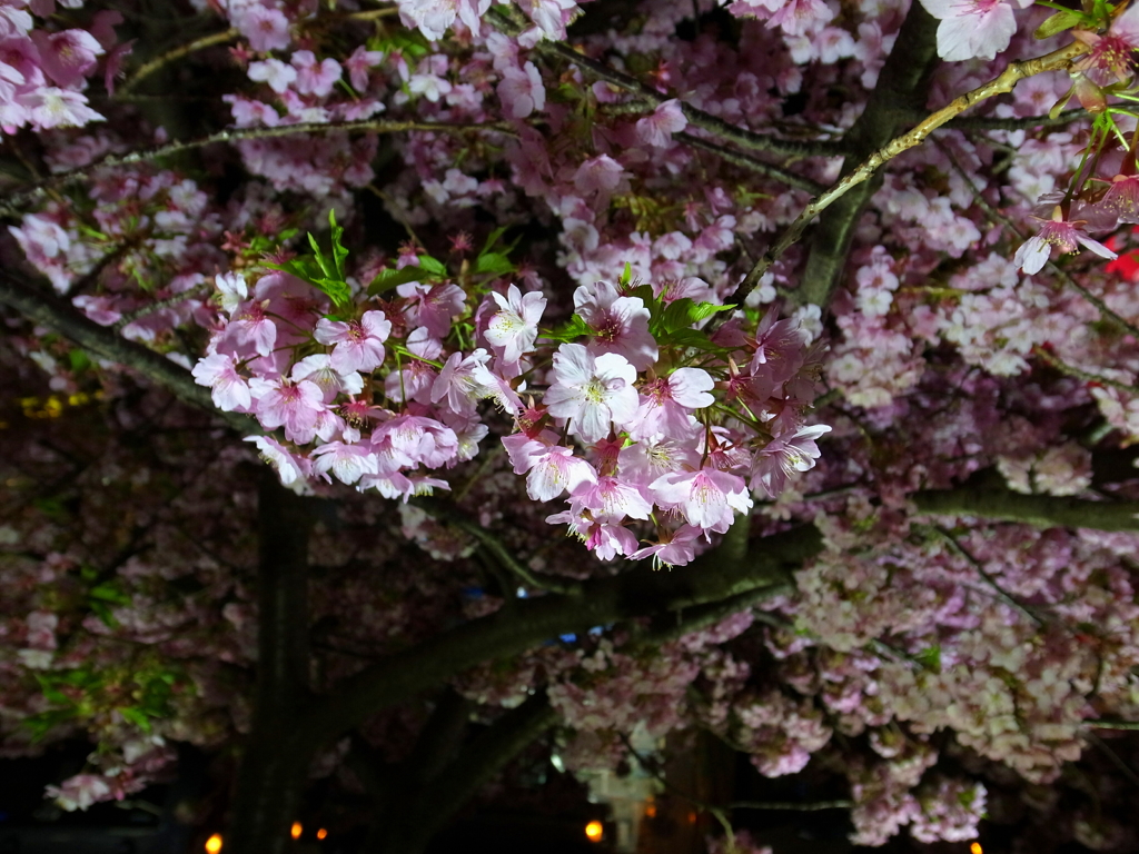 夜桜