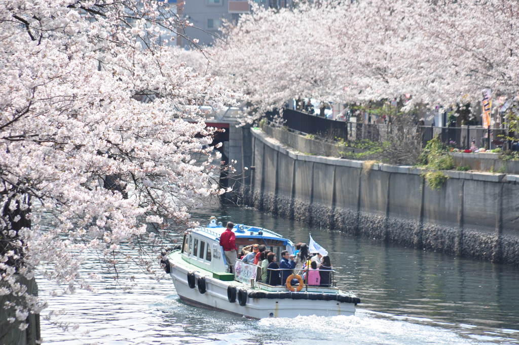 大岡川　桜三昧　#1