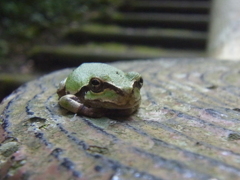 あ、気づかれた