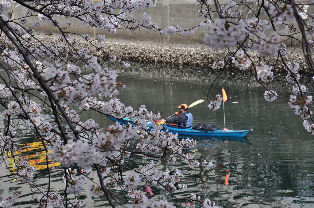 大岡川　桜三昧　#2