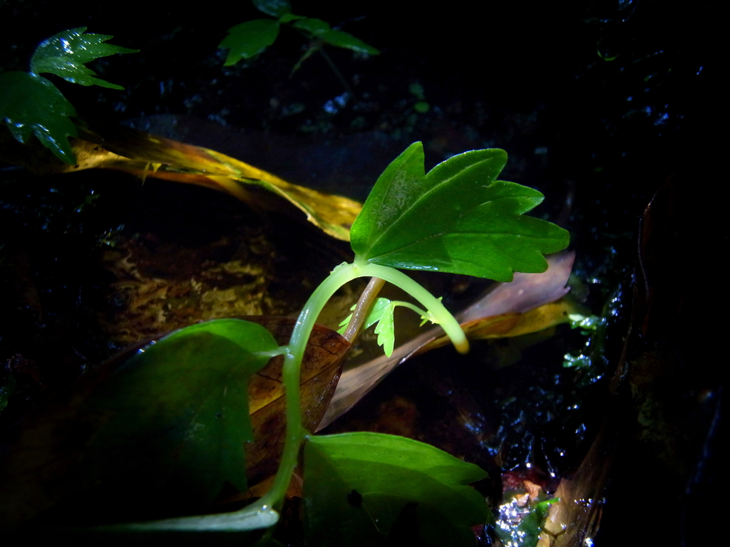 Leaf