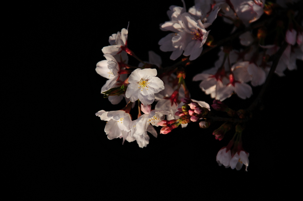 大岡川　桜三昧　#11