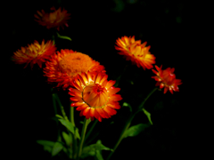 Strawflower