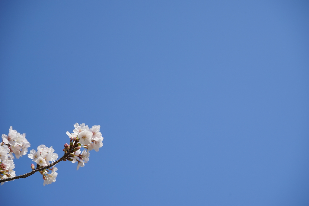 通勤途中に見上げた桜。