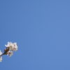 通勤途中に見上げた桜。