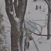 あの雪の日