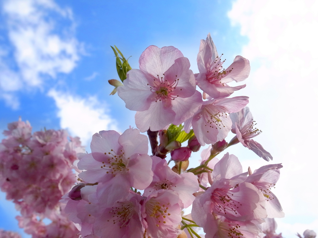 河津桜