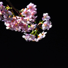 河津桜-1