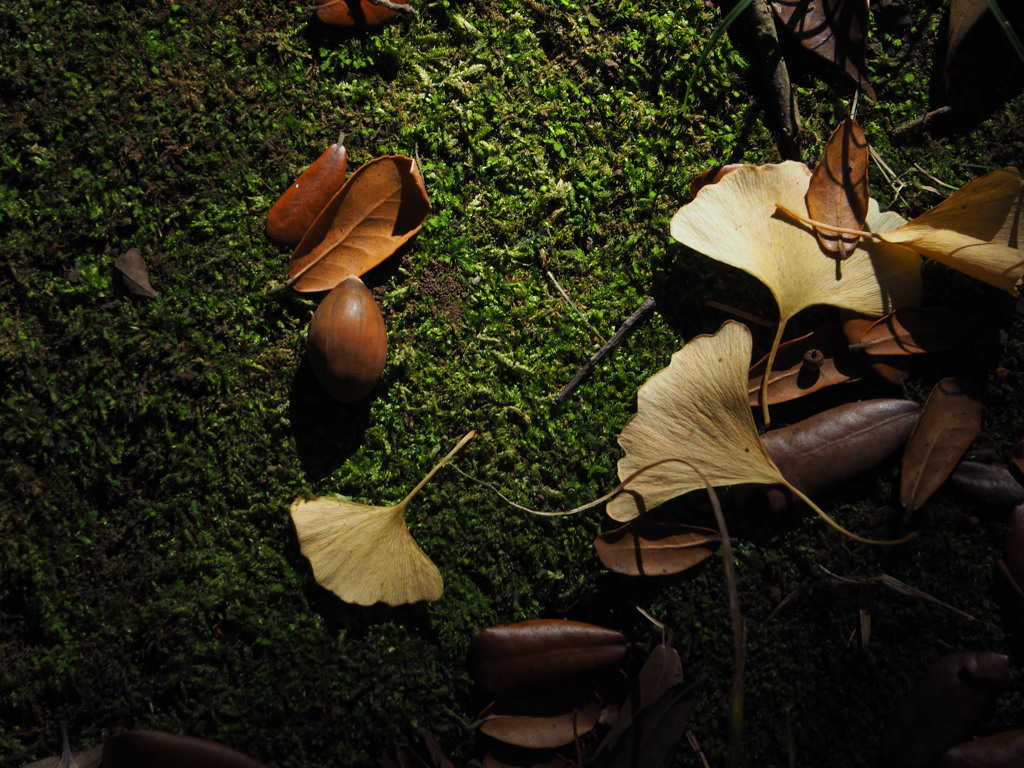 落ち葉と緑の絨毯