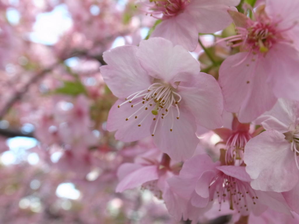 河津桜