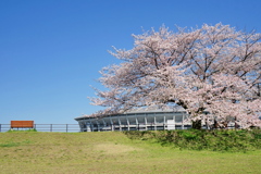 青空と桜とスタジアム。