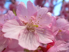 河津桜