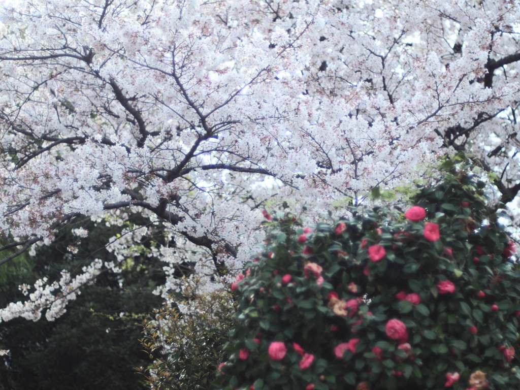 朝に。