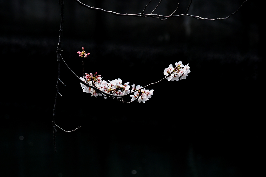 大岡川　桜三昧　#7