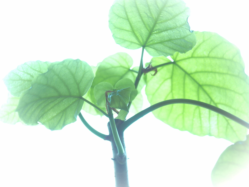 Ficus umbellata
