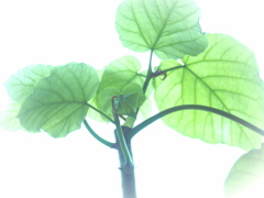 Ficus umbellata
