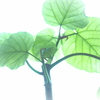 Ficus umbellata