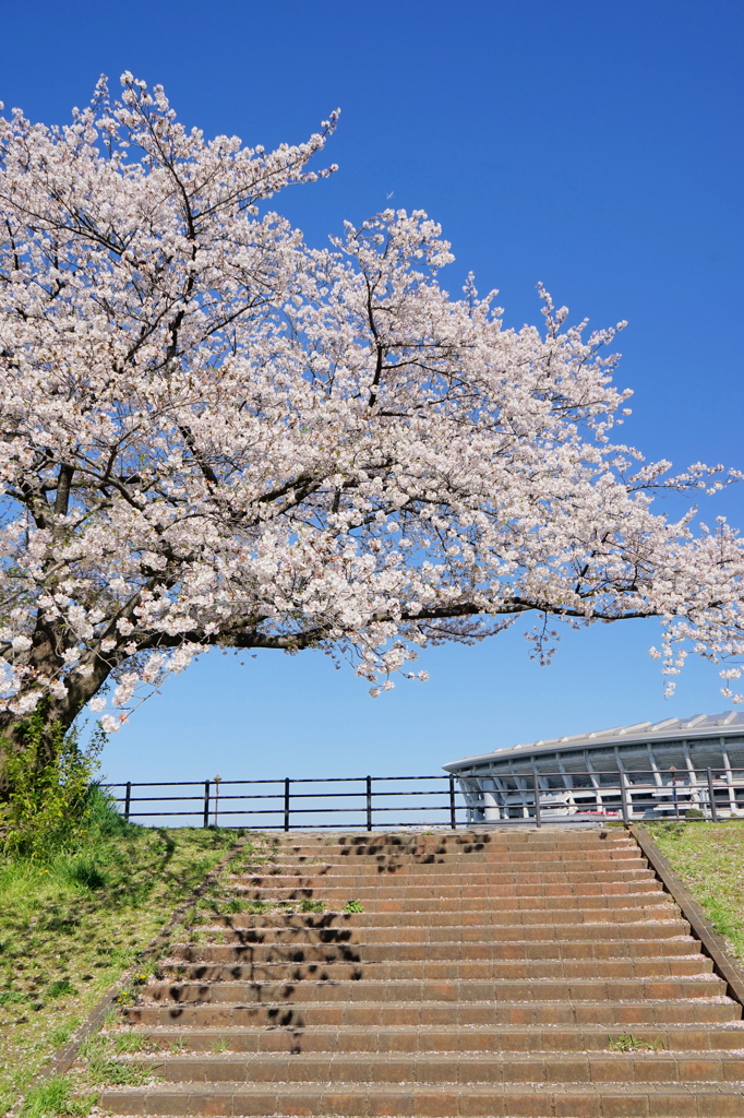 桜花