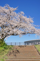 桜花