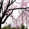 団地桜