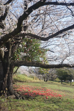 朝の公園にて。