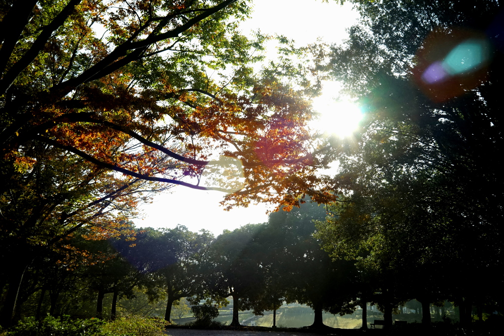 Jupiterの朝。