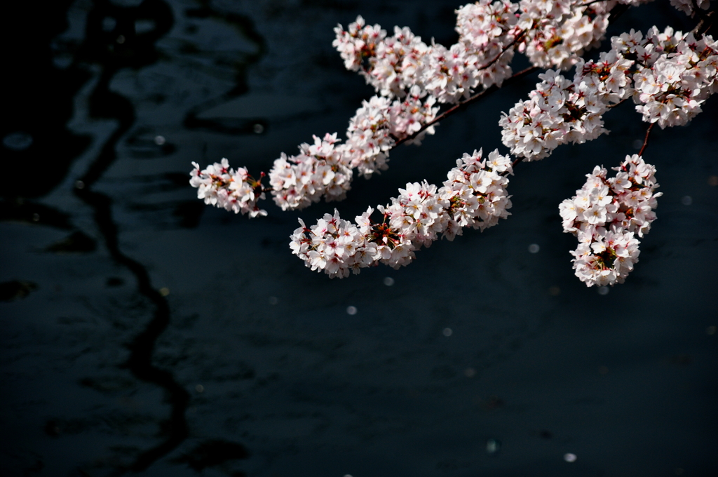 大岡川　桜三昧　#5