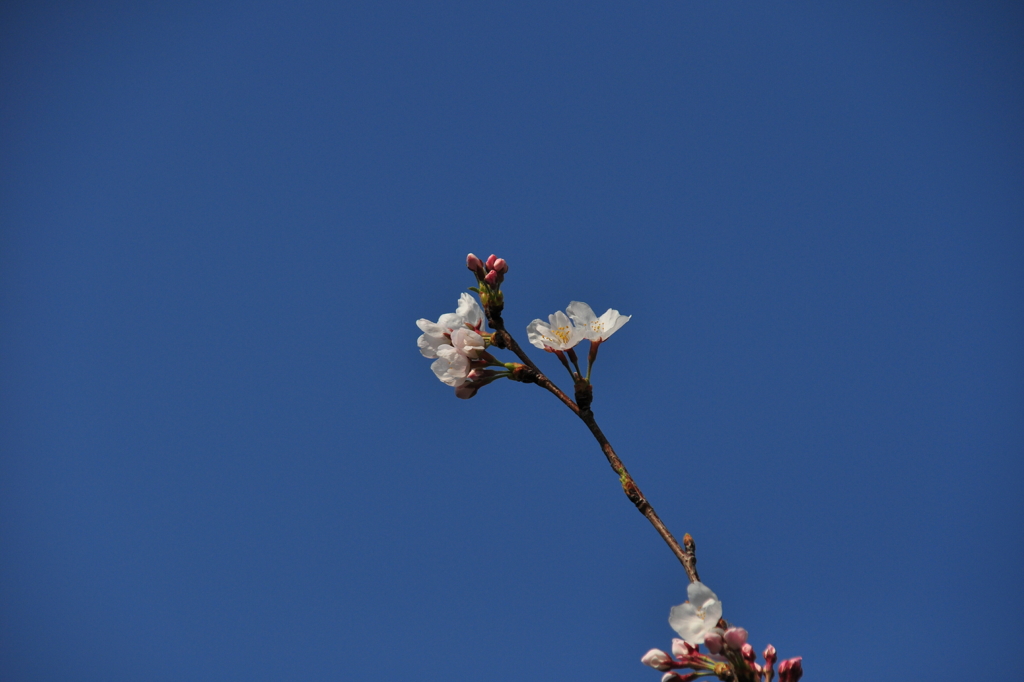 大岡川　桜三昧　#12